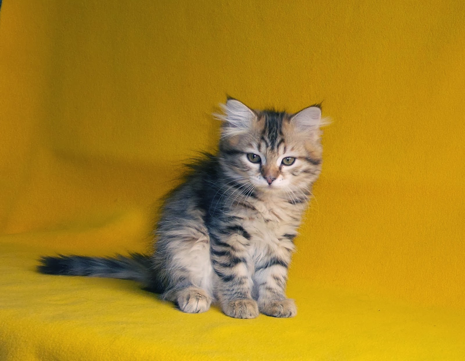 Сибирский кот 8 месяцев