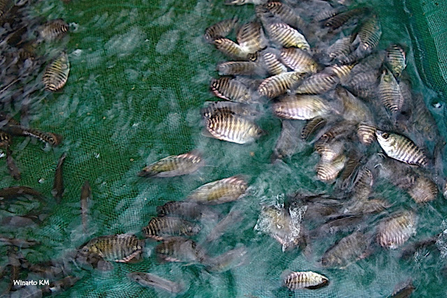 Tidak Di Sangka, Setelah Banyak Yang Gagal Ternyata Seperti Ini Cara Yang Benar Untuk Memelihara Ikan, Amazing Tidak Di Sangka, Setelah Banyak Yang Gagal Ternyata Seperti Ini Cara Yang Benar Untuk Memelihara Ikan, Amazing