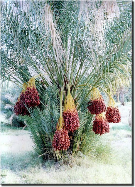 How to Grow Date Palm Tree, Growing Medjool Dates  Everything About Garden