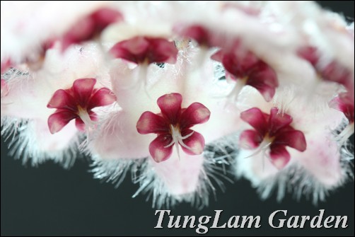 cẩm cù, hoa cẩm cù, hoya caudata, cẩm cù lông, hoa treo, hoa treo ban công, hoa leo cẩm cù, hoa cẩm cù, hoya caudata, cẩm cù lông, hoa treo, hoa treo ban công, hoa leo