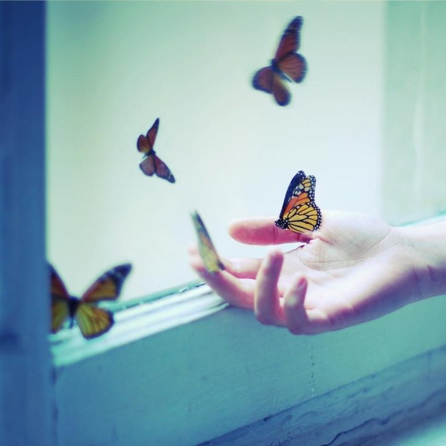 Тихо бабочки летают. Бабочки в душе. Счастье бабочки. Отпустить бабочку. На руку бабочка.