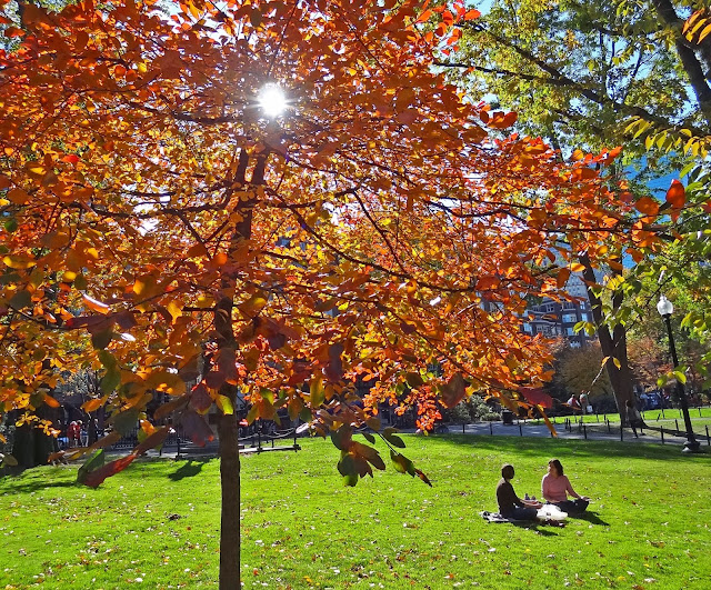 Joe's Retirement Blog: Public Garden, Boston, Massachusetts, USA