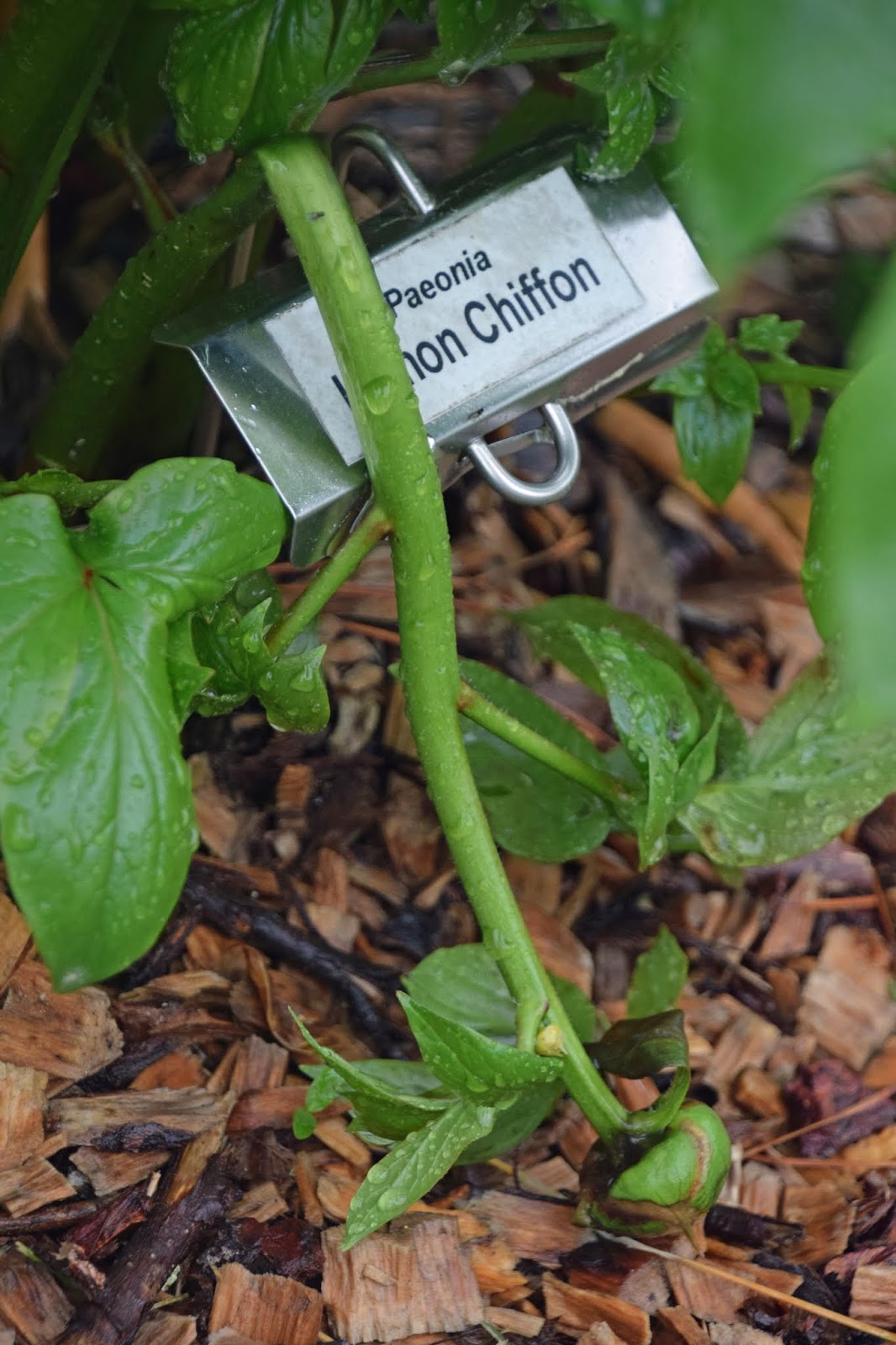 Southern Peony 2019 Weak Peony Stems Knocked Down by Torrential Wind