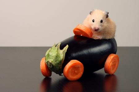 Những hình ảnh cực đáng yêu của chuột Hamster