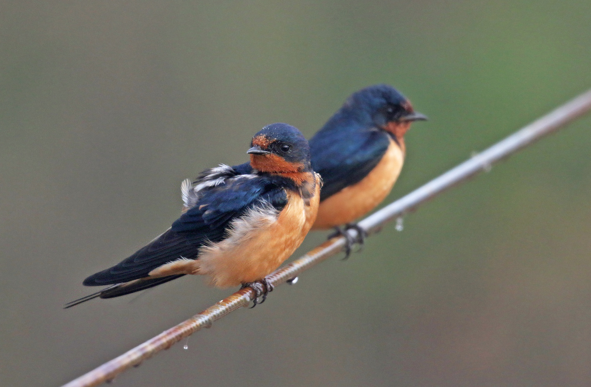 Natural Sciences Evolution Genetics And Animal Behavior Natural Sciences Evolution Genetics And Animal Behavior