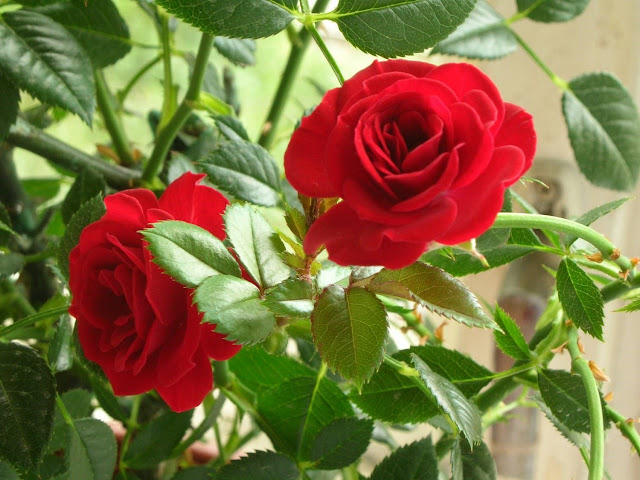 Комнатная роза - залог семейного счастья! Розы по гороскопу