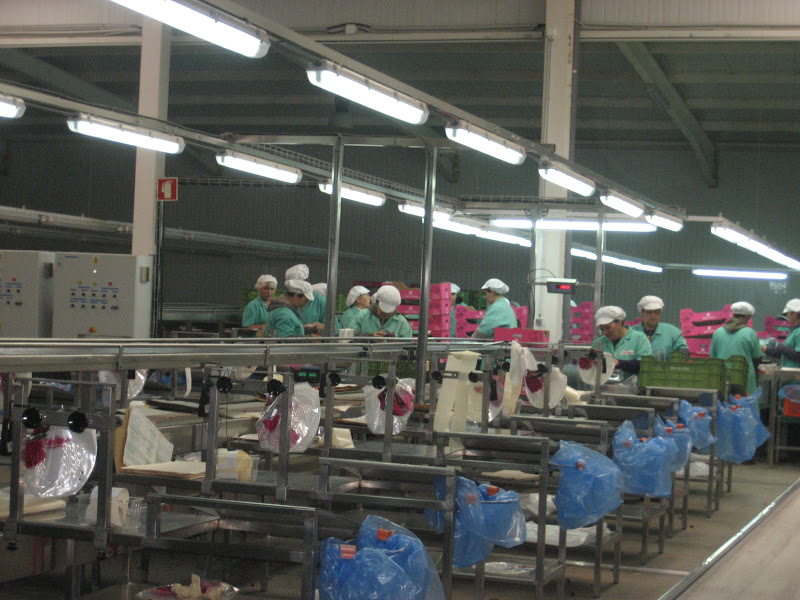 A escolinha de Albernoa: Visita à Herdade Vale da Rosa