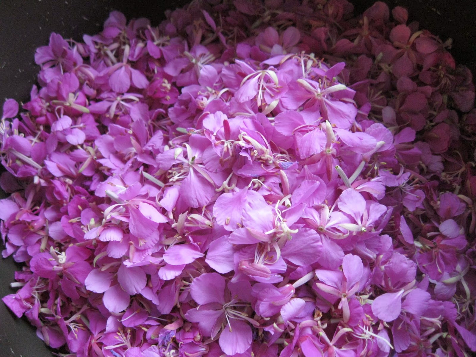 Simply Chickadees Fireweed Jelly & Nasturtium Jelly Recipe