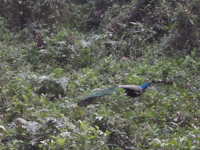 Peacock Gorumara National Forest Jungle Safari Dooars