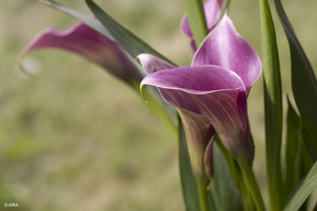 Cala (Zantedeschia)