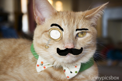 Funny image: Funny Cats Wearing Cooling Glass Pics