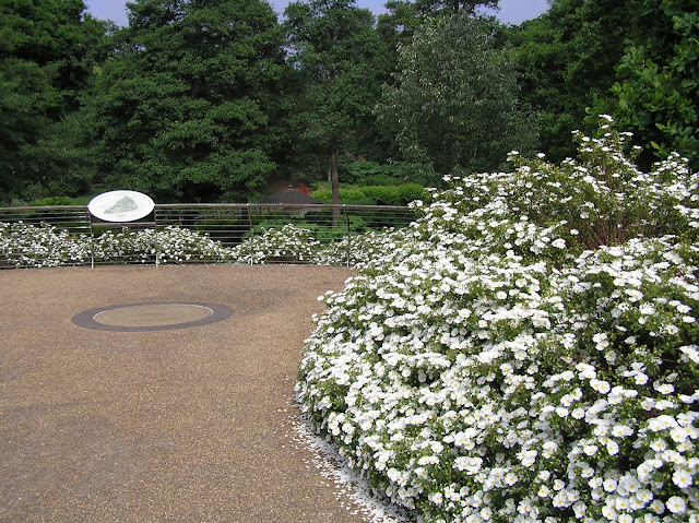The Savill Garden krzewy różane