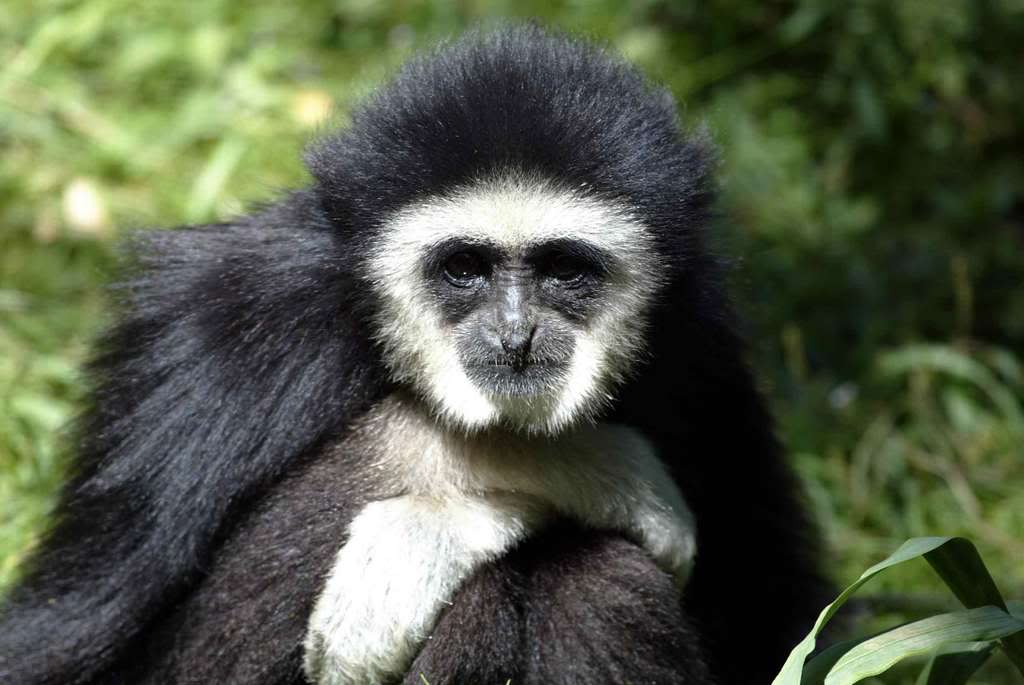 Funny Pictures: Funny Humor Monkey photos and funny Humor Monkey pictures