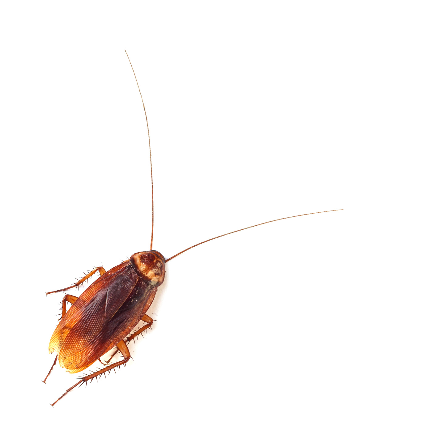 Baker Pest Control, Inc: American Roaches - Frequently Asked Questions