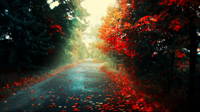 Nature wallpaper with Road and leaves