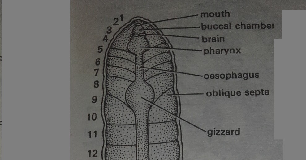 Zoology for higher secondary level Earthworm Digestive system