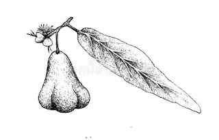 Sketsa Buah Jambu Sketsa Buah Jambu