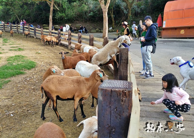 媲美清境青青草原|苗栗飛牛牧場|乳牛綿羊生態區~擠牛奶餵小羊小牛體驗