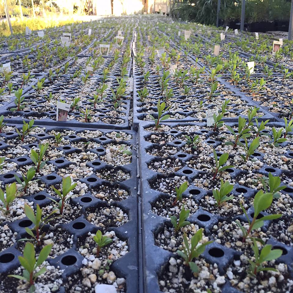 A Passion for Flowers New on the Farm Protea Seeds