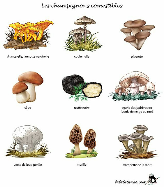 les champignons comestibles