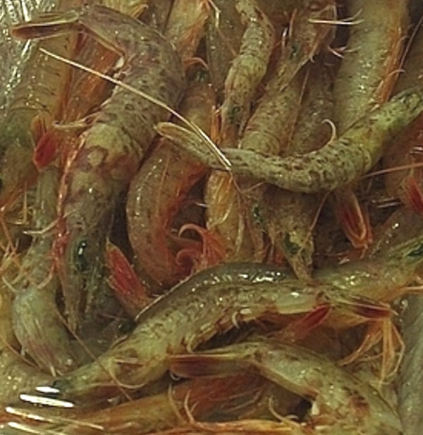 southern rough shrimp, about southern rough shrimp, southern rough shrimp appearance, southern rough shrimp breeding, southern rough shrimp color, southern rough shrimp characteristics, southern rough shrimp eggs, southern rough shrimp facts, southern rough shrimp for food, southern rough shrimp history, southern rough shrimp info, southern rough shrimp images, southern rough shrimp origin, southern rough shrimp photos, southern rough shrimp pictures, southern rough shrimp rarity, southern rough shrimp size, southern rough shrimp uses, southern rough shrimp varieties, southern rough shrimp weight