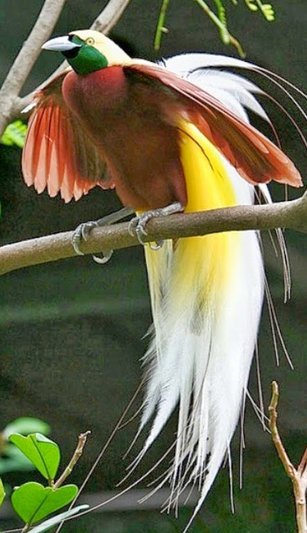 Burung Cendrawasih Jenis Burung Kicau Yang Berbulu Indah Burung Cendrawasih Jenis Burung Kicau Yang Berbulu Indah