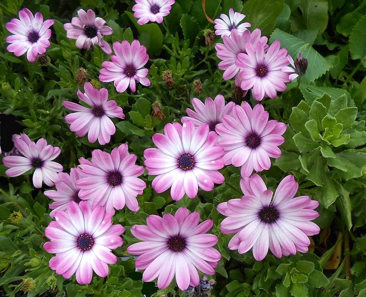 My Virtual Garden 2 Chicago Botanic Gardens