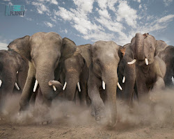 elephant wallpapers animals elephants desktop backgrounds african animal cool wild wildlife awesome bing charging wall dust amazing creatures africa photographs