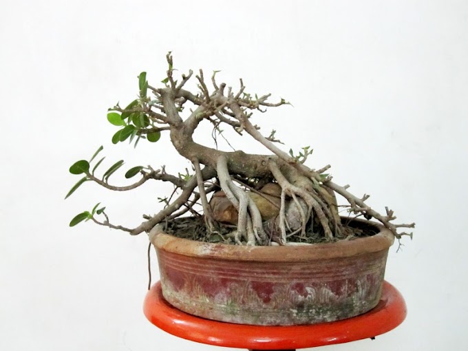 6 Langkah Mudah Membuat Bonsai Beringin