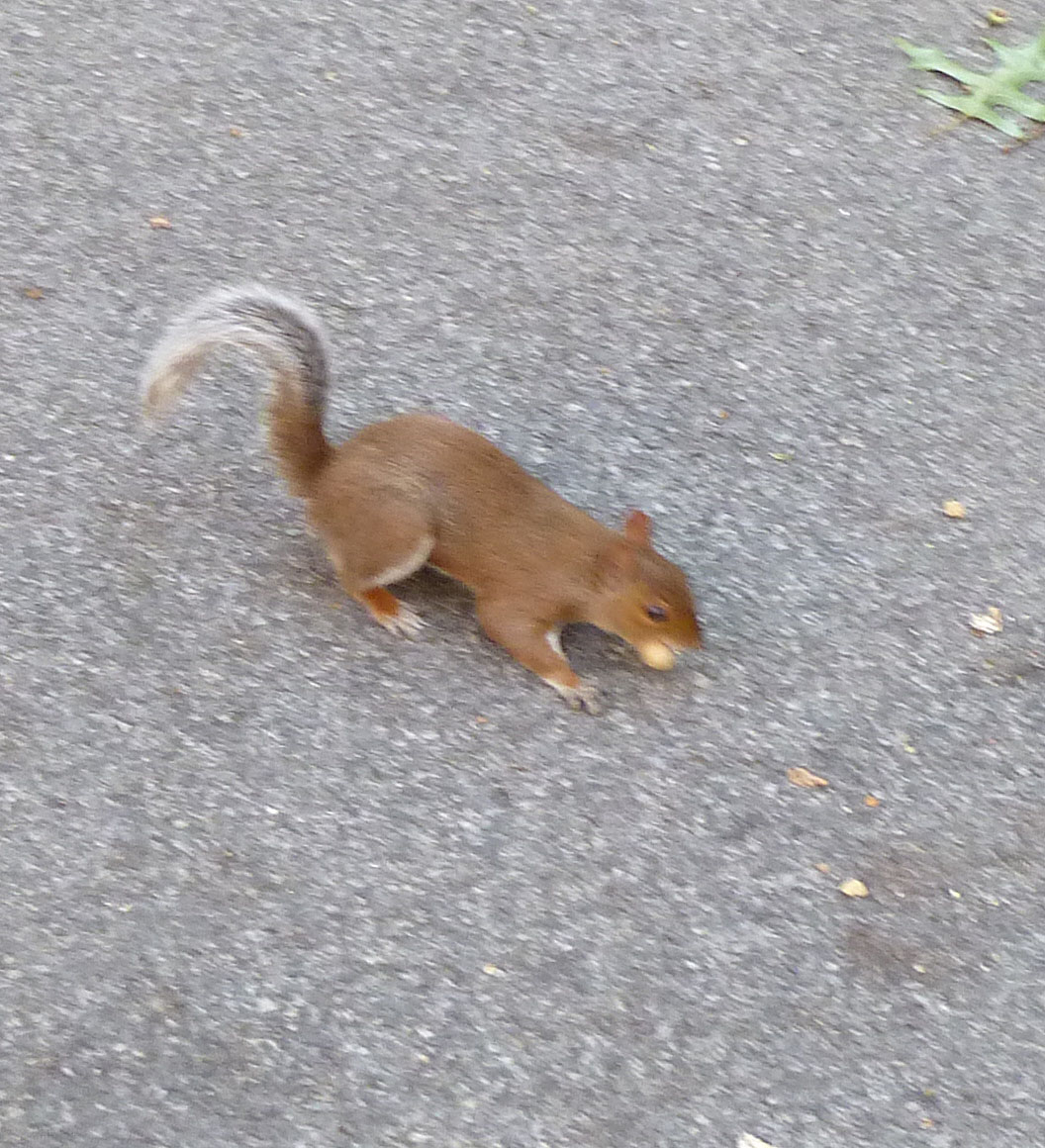 The New York Squirrel A New Crop of Oranges
