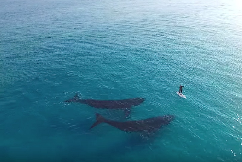 Fernando Ruz Paddle Boarding with Whales, Esperance Australia