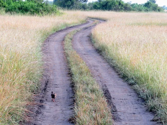 Driving track in Queen Elizabeth National Park in Uganda