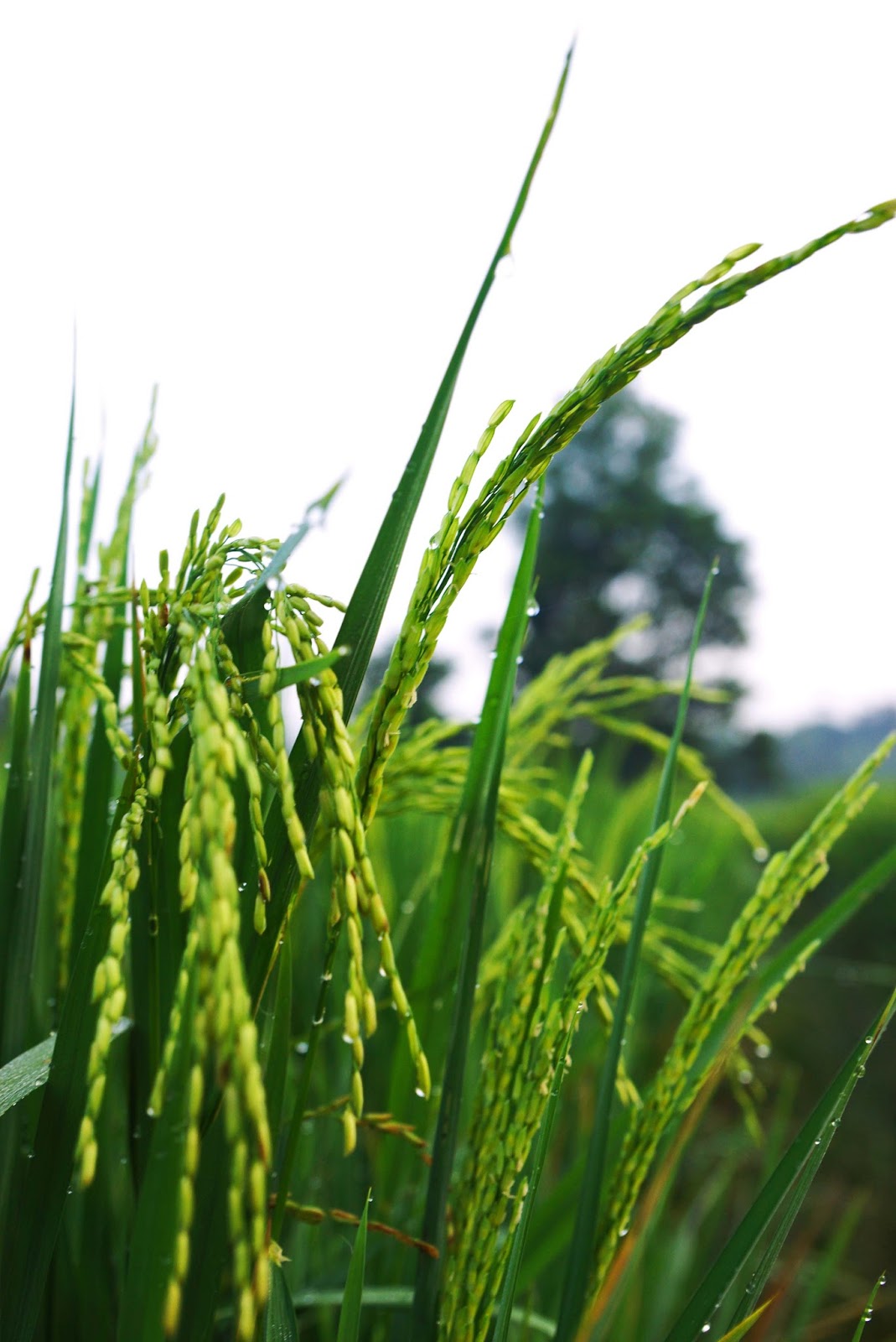 Foto Suasana Pedesaan Di Pagi Hari Mino Gambar