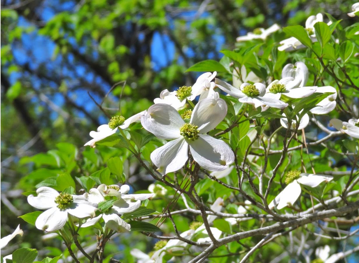Houston in Pics Flowering Dogwood