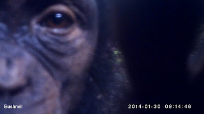 http://talk.chimpandsee.org/#/subjects/ACP0004tfv