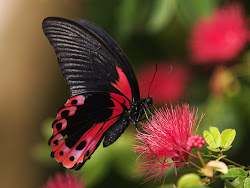 butterfly butterflies desktop wallpapers background pink pretty spring resolution colorful