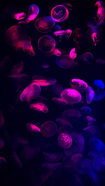 beautiful wallpaper jellyfish purple pink blue