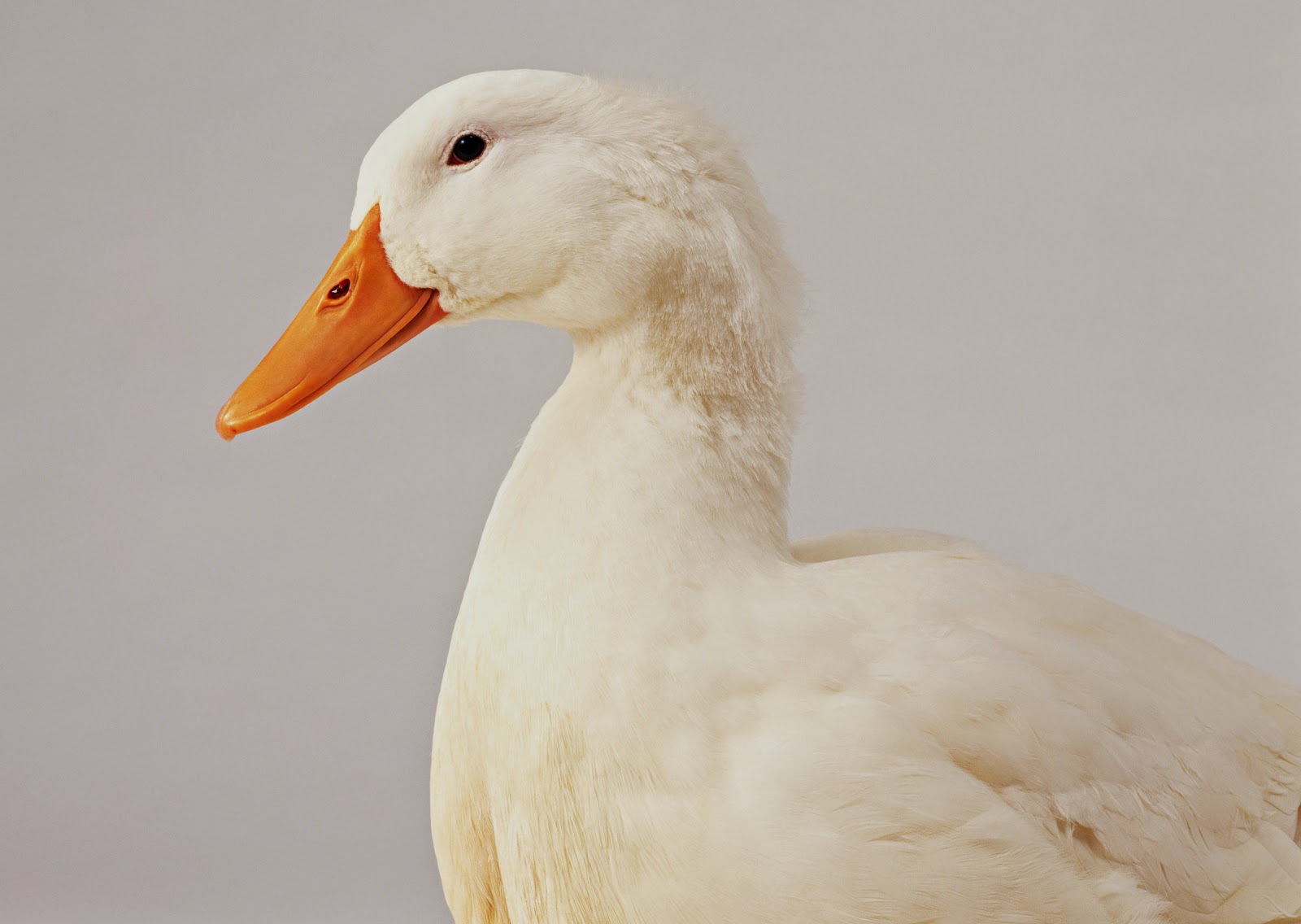 Stock Photo Gambar Itik dan Bebek