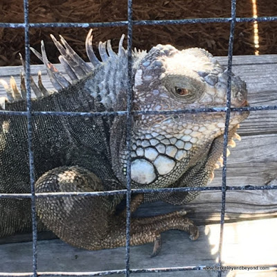 iguana in zoo at Sawgrass Recreation Park in Weston, Florida