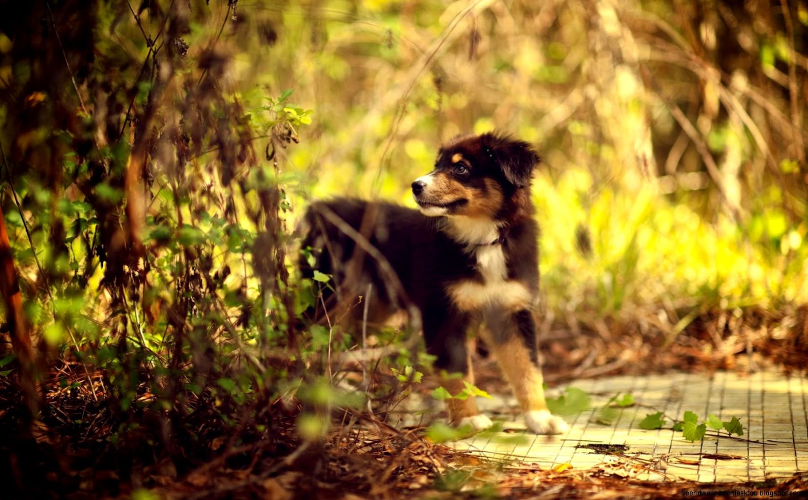 Australian Shepherd Dog