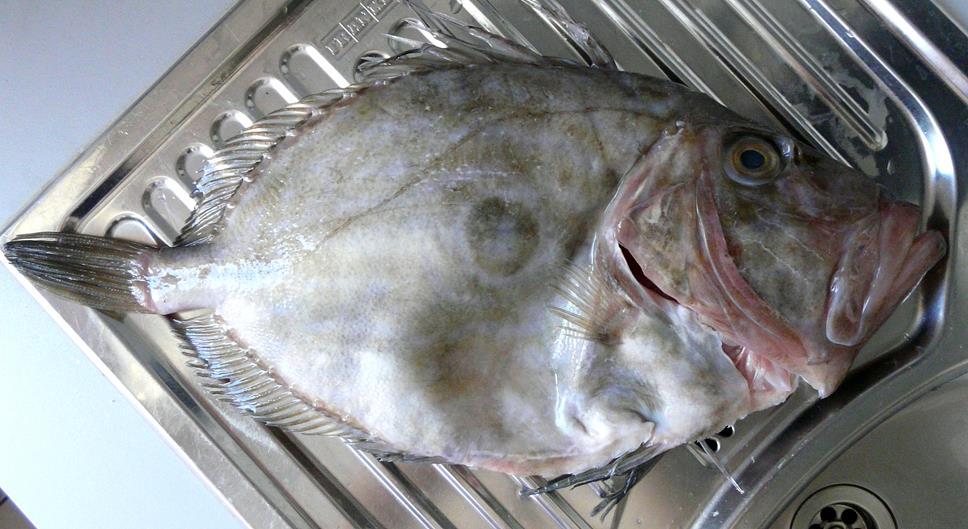 Kulinarische Welten zu Fisch- und Meeresfrucht: St. Pierre an grünem ...