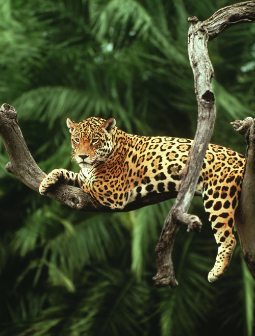 Resting in tree.....