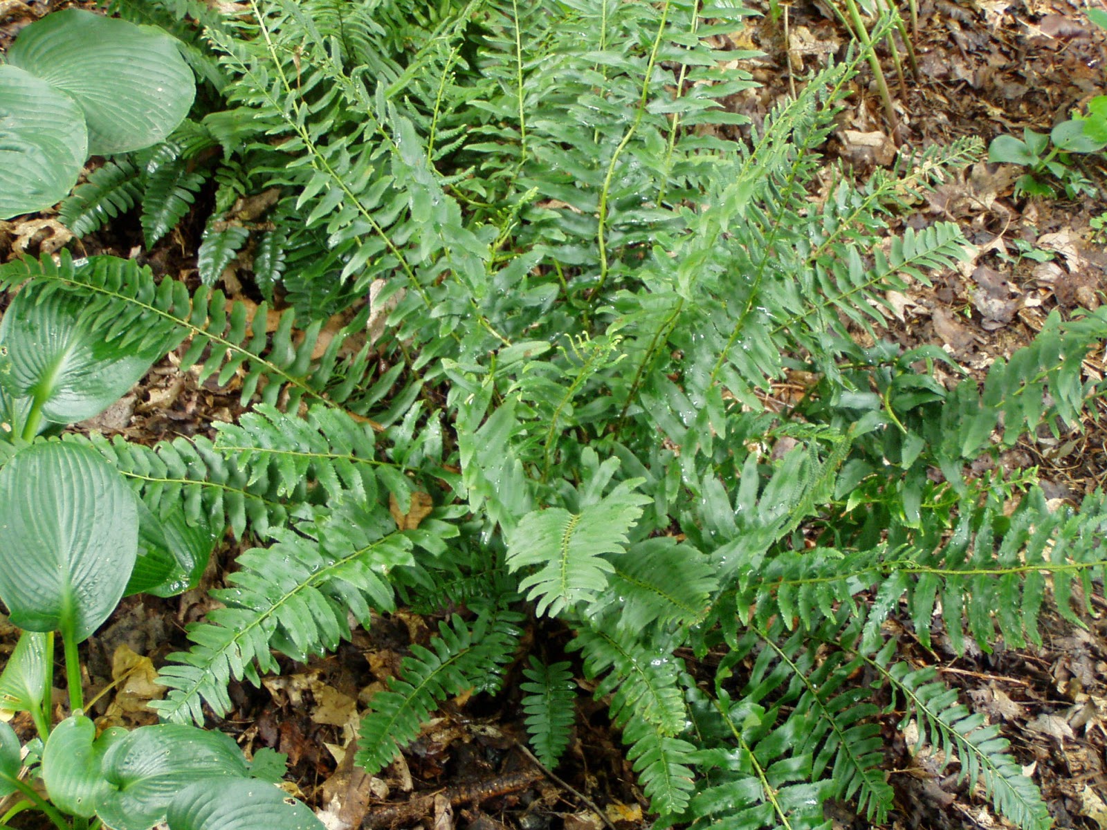 GoGardenNow The Gardening Blog MustHave Plants Christmas Fern