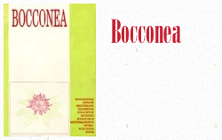 Bocconea