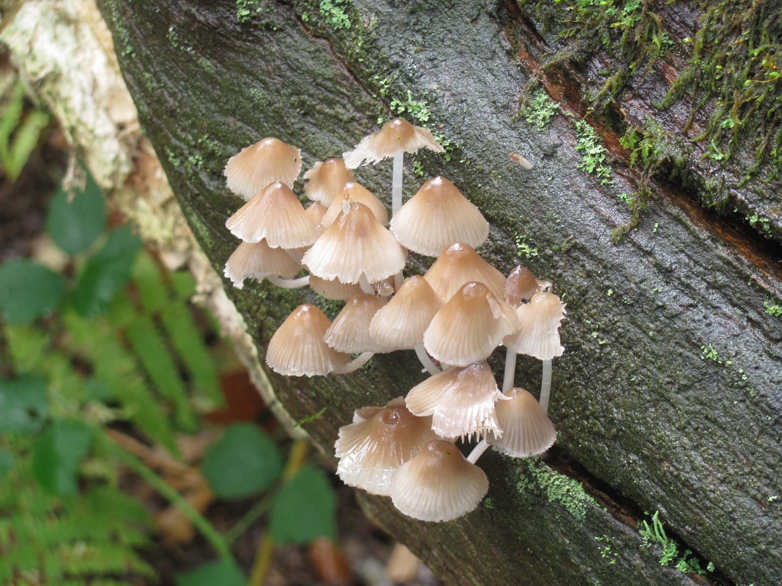 Jumble Tree Mushroom foraging in the Forest of Dean