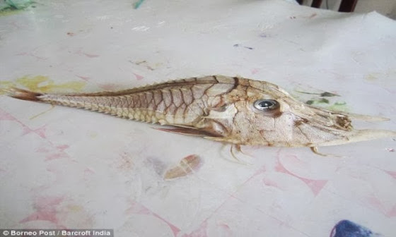 Ψάρι μυστήριο αλιεύτηκε στο Βόρνεο [Εικόνες]