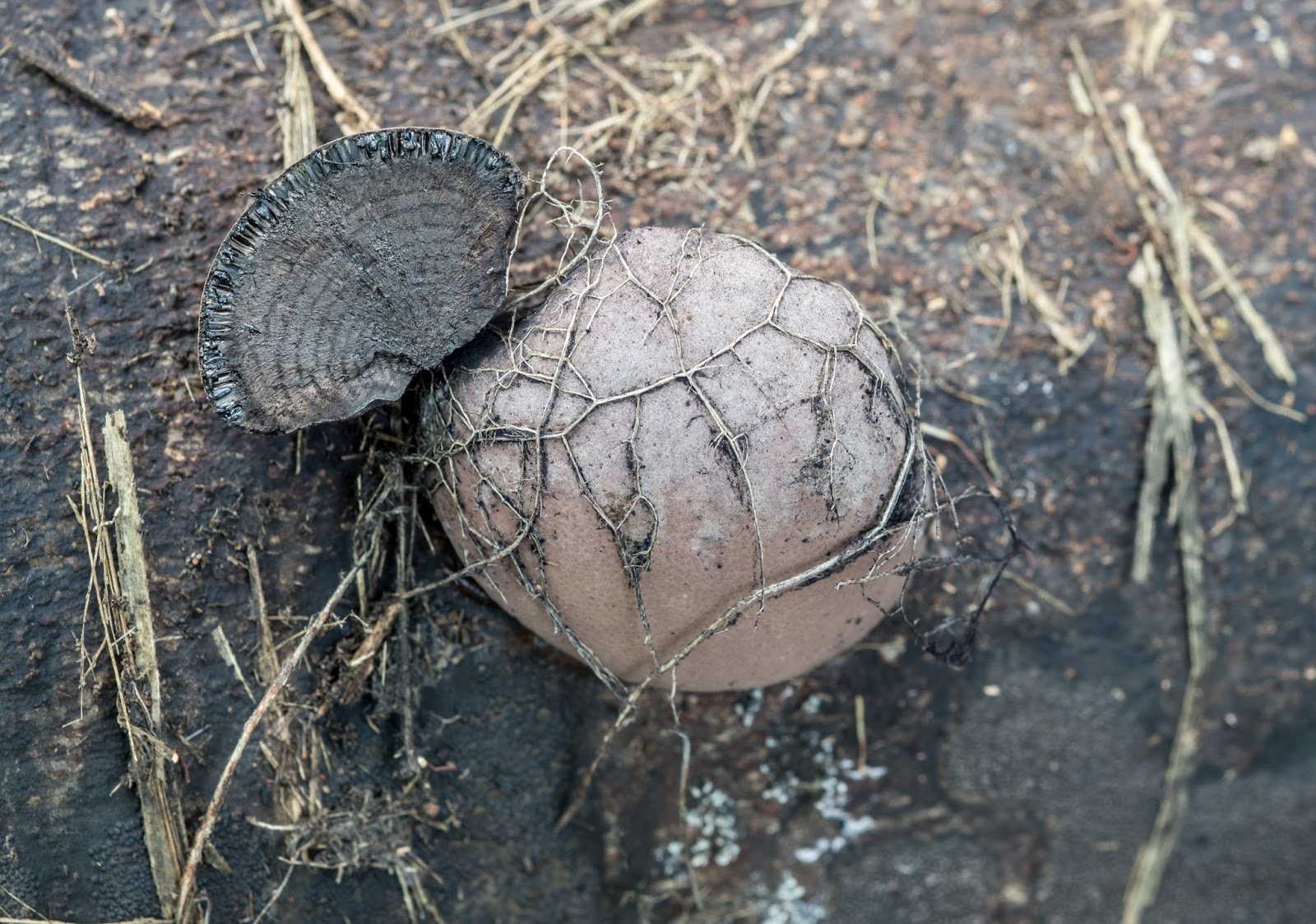 The 3 Foragers Foraging for Wild, Natural, Organic Food Wild