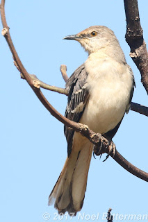 Northern Mockingbird