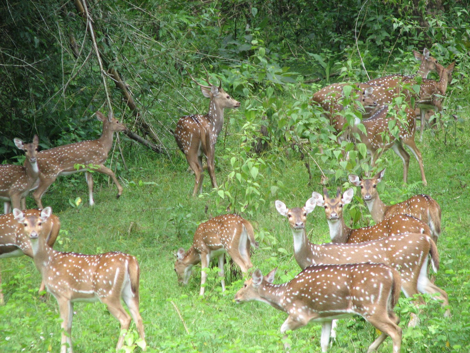 INDIAN TOUR INDIAN FOREST ANIMALS INDIAN TOUR INDIAN FOREST ANIMALS
