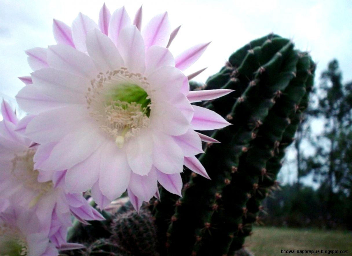 FileCactus flower white   Wikimedia Commons